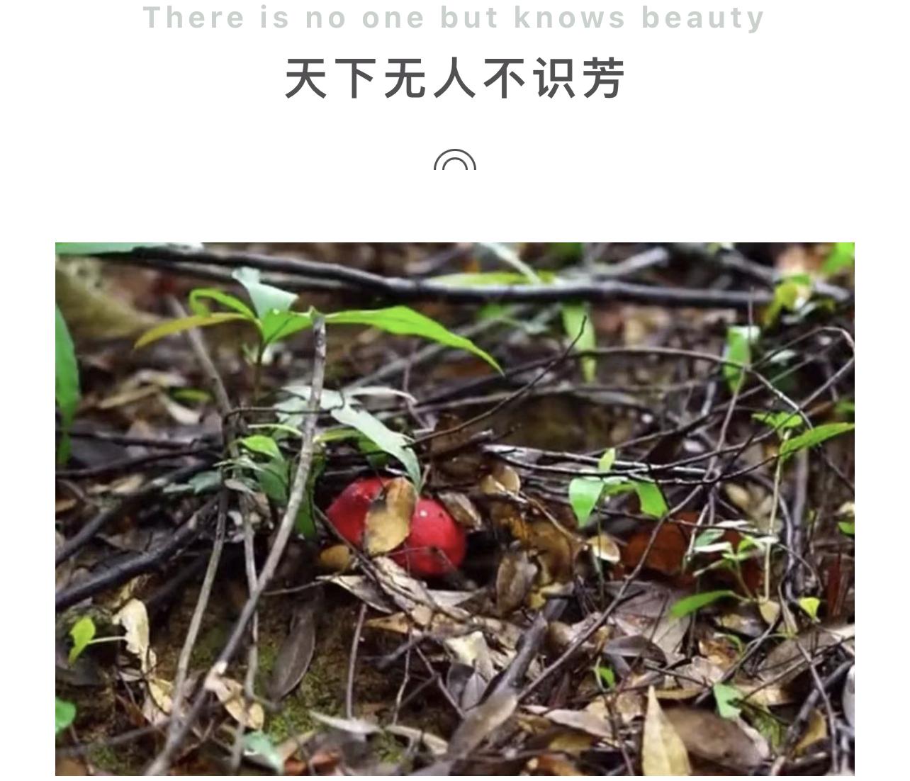 正宗种植技术红菇是什么_野生红菇种植技术视频_正宗红菇种植技术