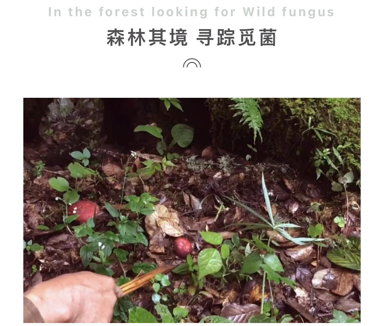 正宗种植技术红菇是什么_正宗红菇种植技术_野生红菇种植技术视频