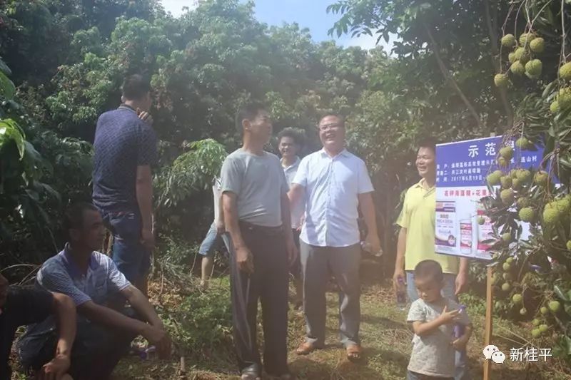 麻垌镇人大代表组织桂味荔枝种植技术交流会 暨现场观摩会