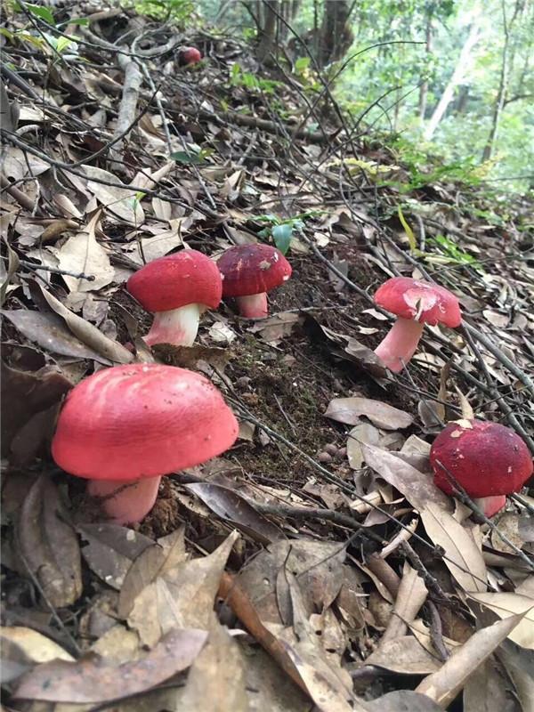 红菇的种植方法_正宗红菇种植技术_正宗种植技术红菇视频