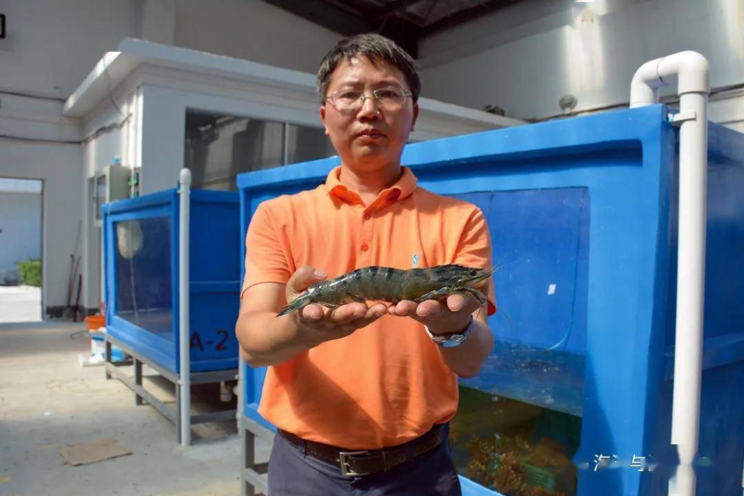 南海水产研究所研究员黄建华：致力于斑节对虾新品种选育与推广