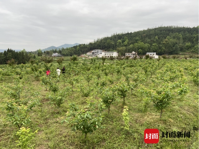 大樱桃种植致富_致富种植樱桃大棚视频_致富经樱桃种植视频