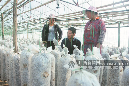 豆苗种植致富_致富种植豆苗图片_种植豆苗菜的前景