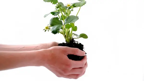 威海草莓基地_威海草莓采摘园什么时候开放_威海种植草莓致富新闻