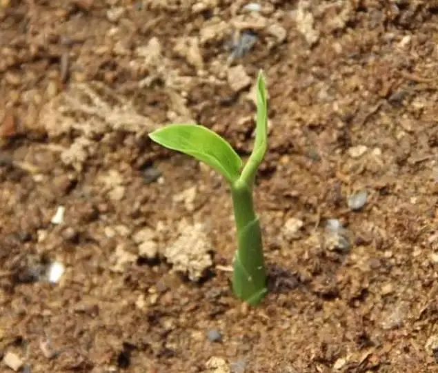 生姜施肥种植技术视频_生姜施肥种植技术_生姜种植技术和施肥方法