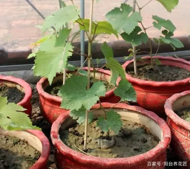 火龙种植方法_火龙种植技术与管理_火龙果种植打顶技术