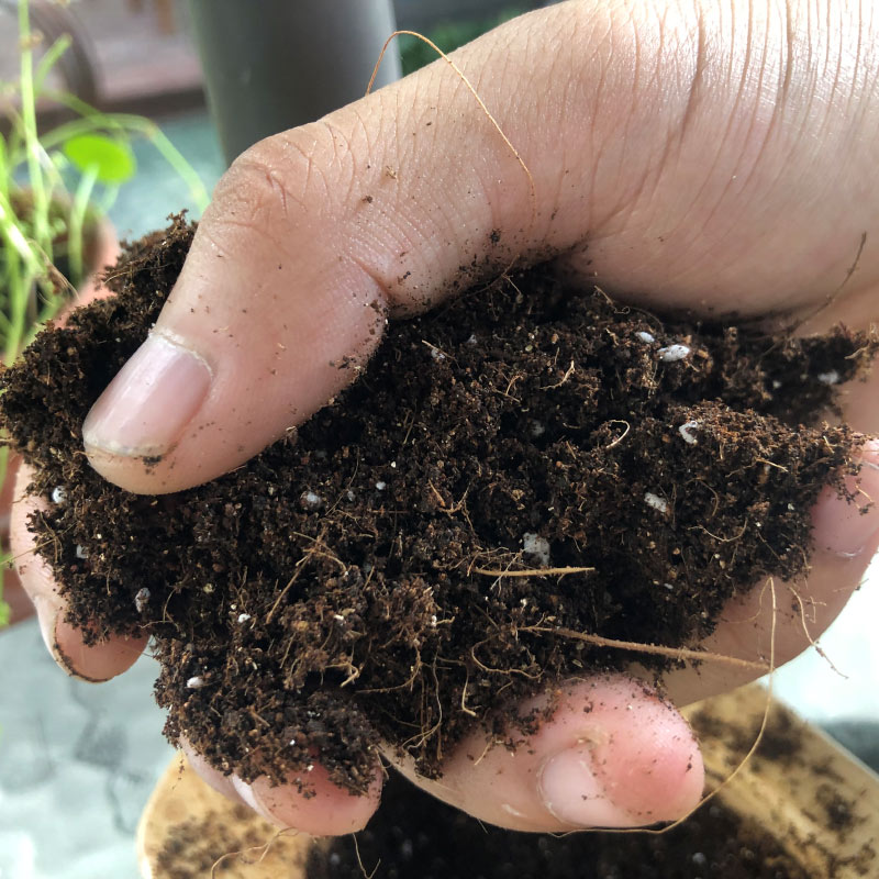 火龙果种植打顶技术_火龙种植技术与管理_火龙种植方法