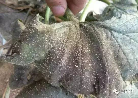 露地西葫芦的种植视频_露地西葫芦种植技术_露天西葫芦种植株距