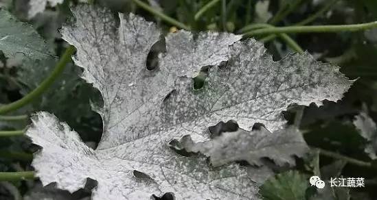 露地西葫芦的种植视频_露天西葫芦种植株距_露地西葫芦种植技术