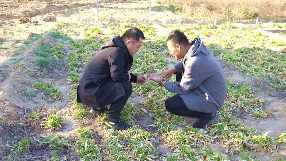 陕西神木种植致富_致富陕西种植神木视频_陕西神木市种地补贴政策