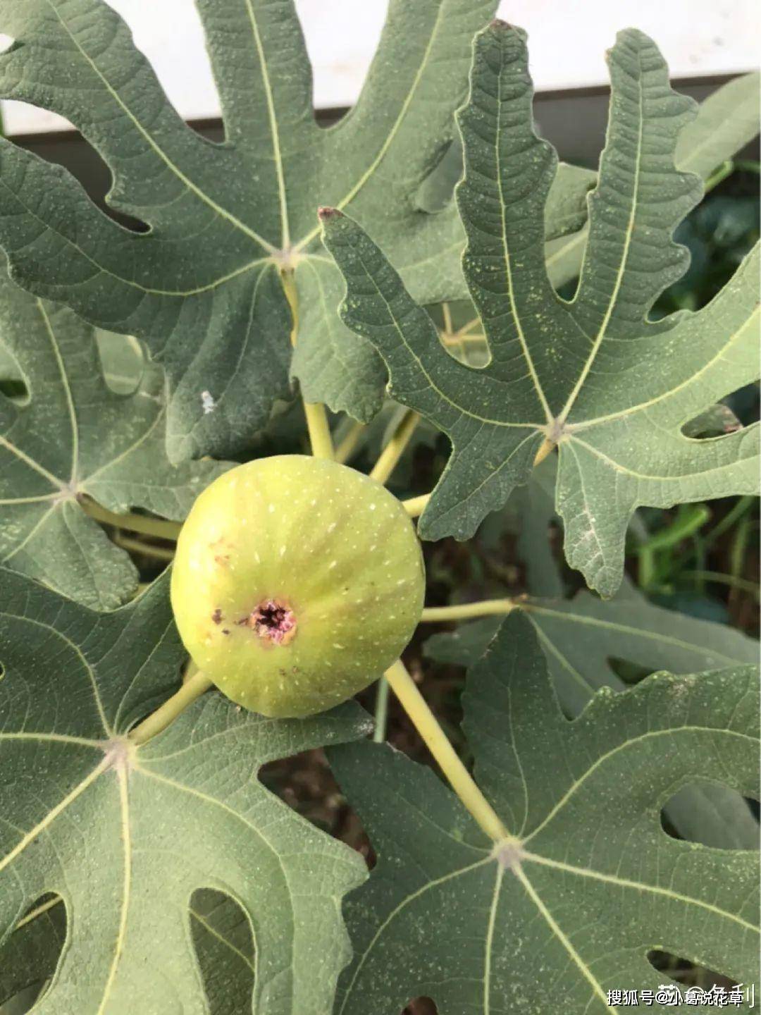 火龙果种植打顶技术_火龙怎样种植才能结果_火龙种植方法