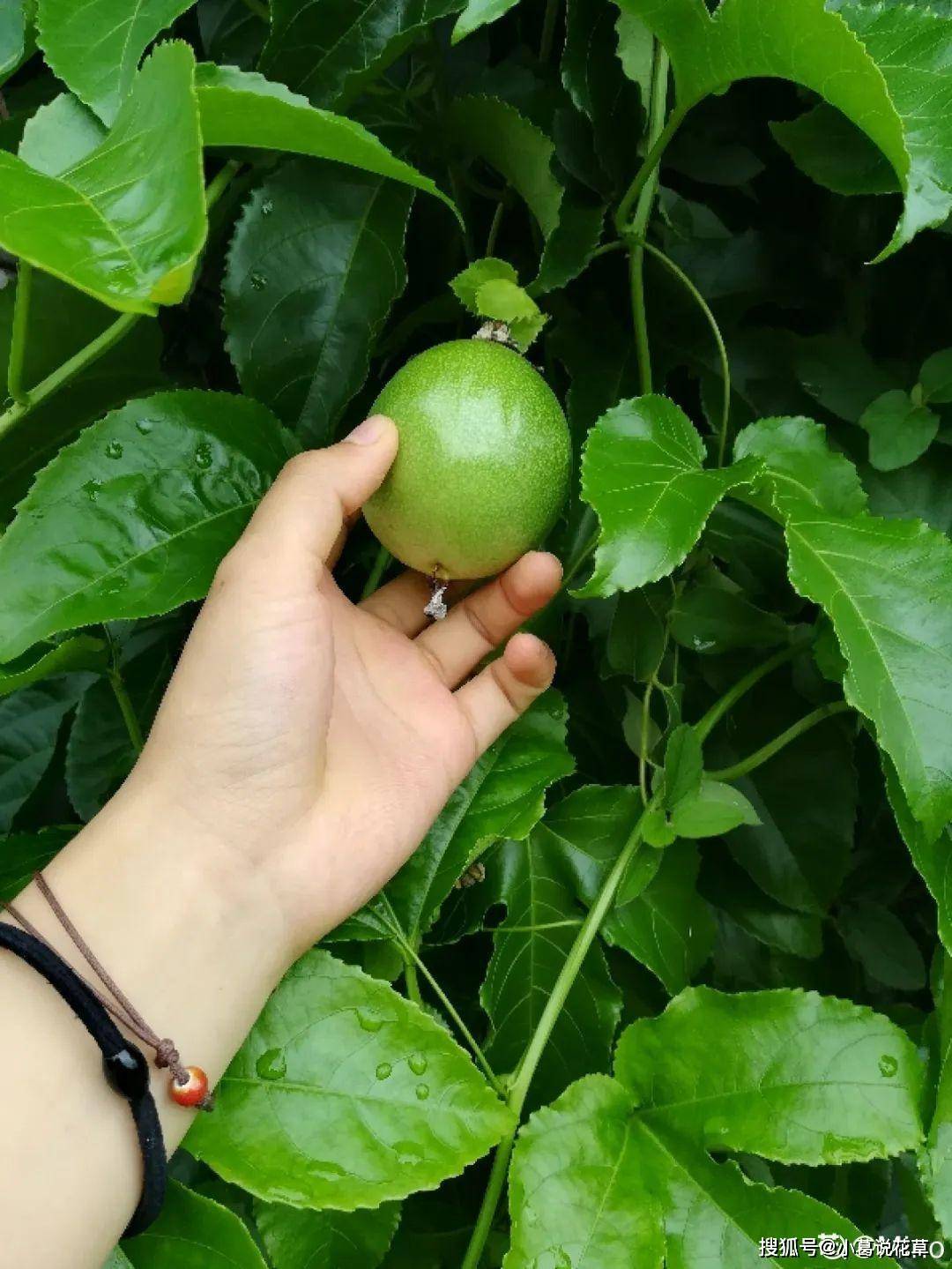 火龙种植方法_火龙怎样种植才能结果_火龙果种植打顶技术