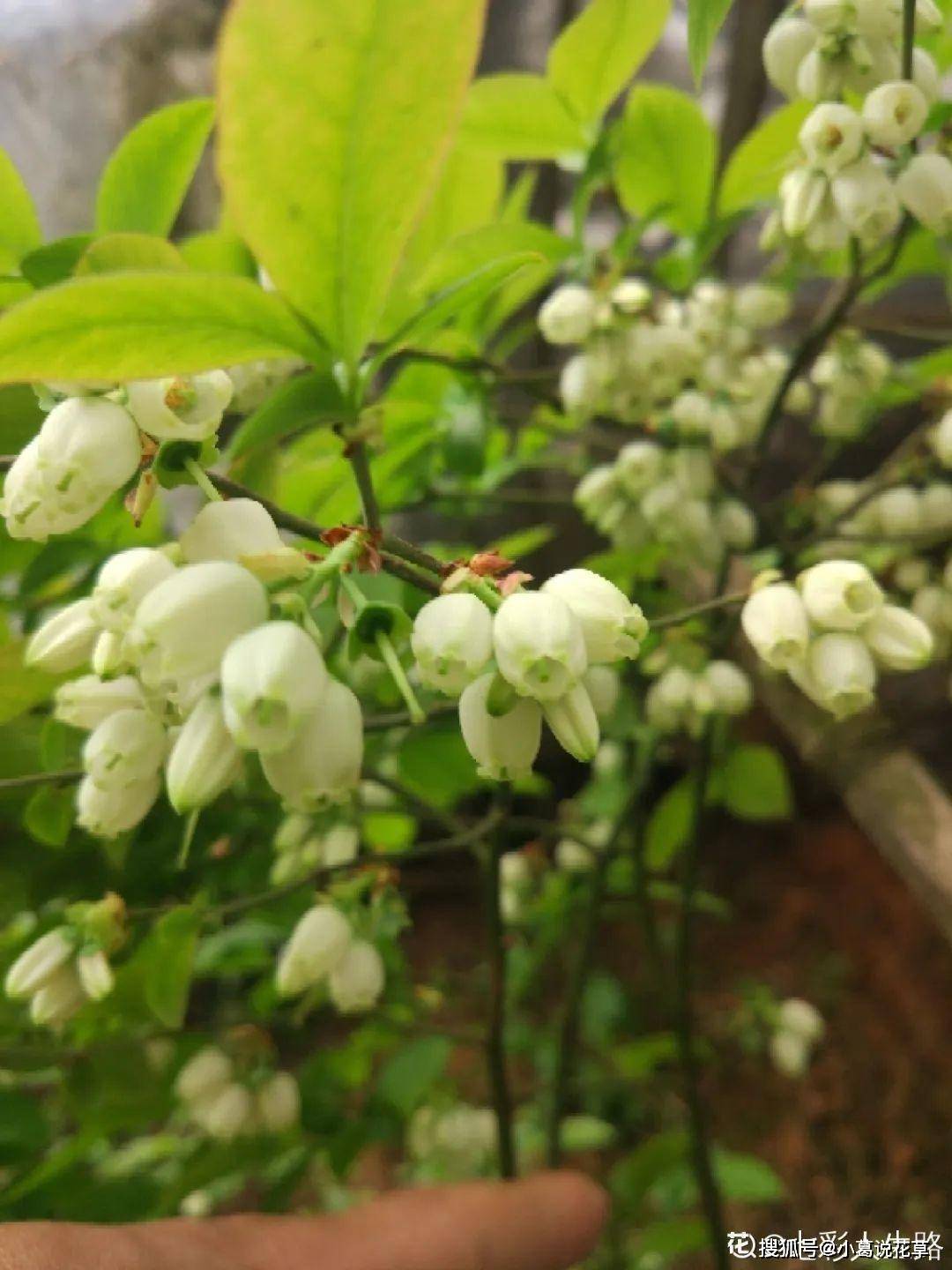 火龙种植方法_火龙果种植打顶技术_火龙怎样种植才能结果