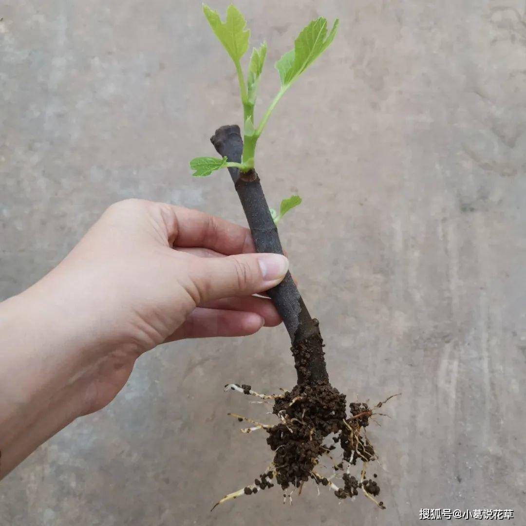 火龙种植方法_火龙怎样种植才能结果_火龙果种植打顶技术