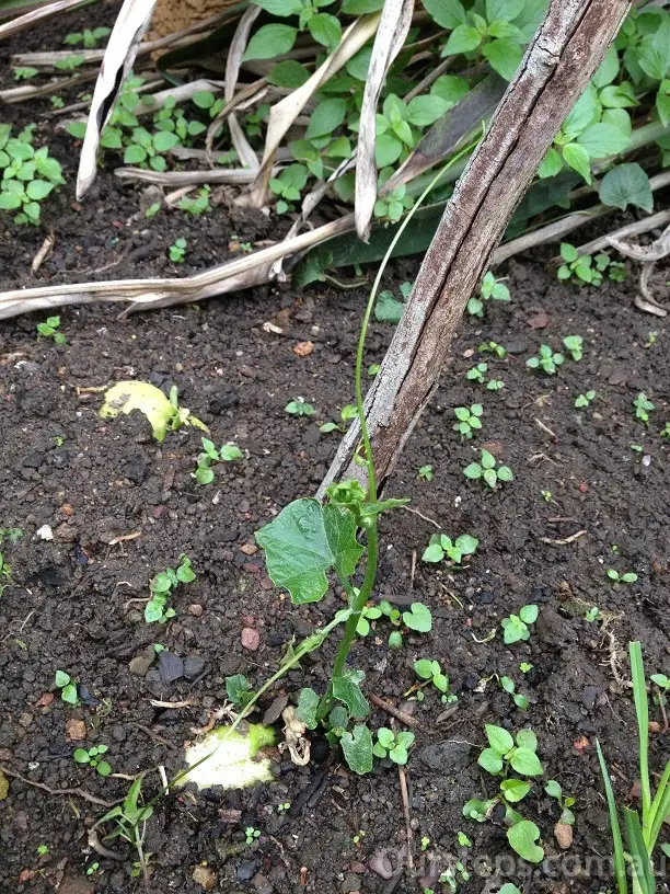 露地西葫芦栽培技术_露天西葫芦种植株距_露地西葫芦种植技术