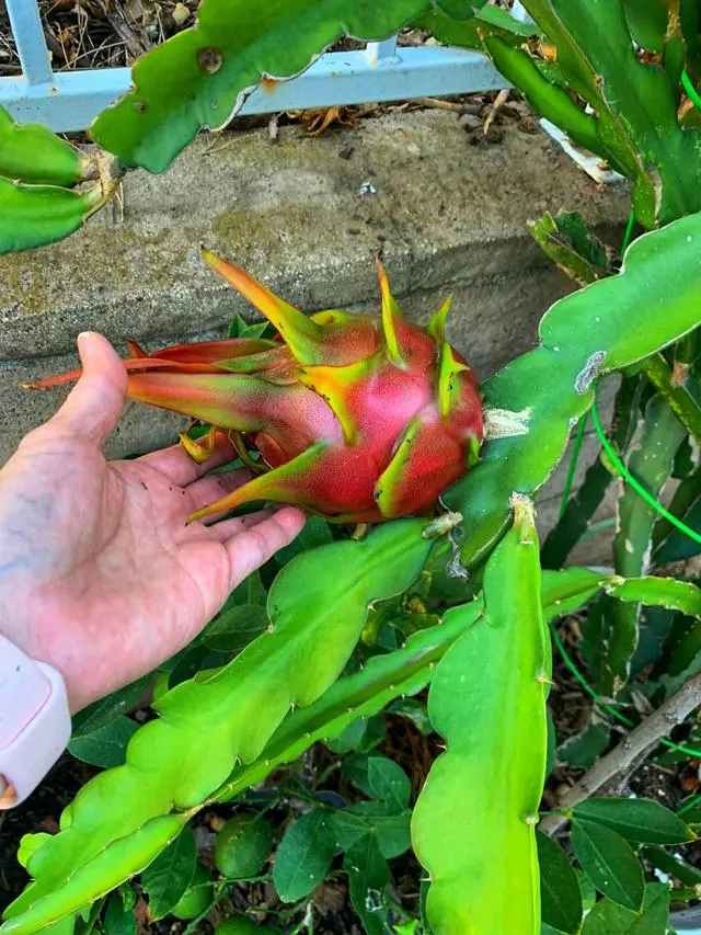 火龙种植方法_火龙果种植打顶技术_火龙种植技术与管理