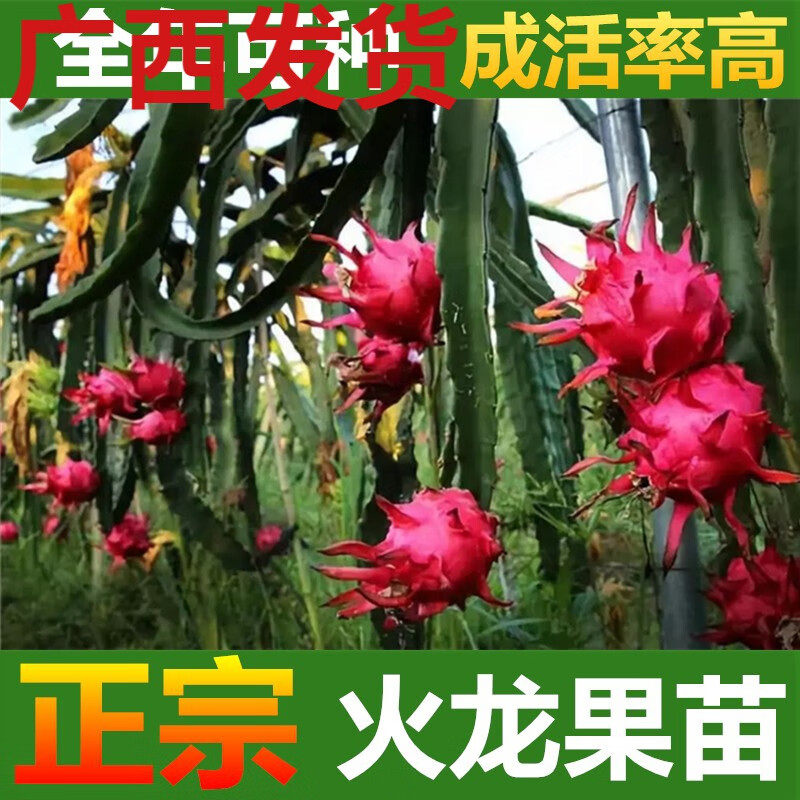 火龙种植方法_火龙种植技术与管理_火龙果种植打顶技术