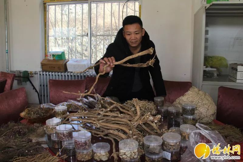 陕西神木种植致富_神木药材种植基地_神木靠什么致富