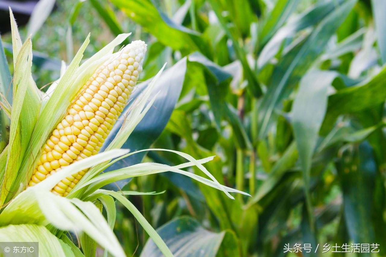 夏季玉米种植高产技术_夏季玉米种植技术_玉米夏季播种后几天才能出苗