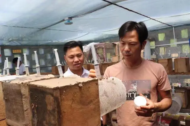 养牛羊致富故事_致富经洪华贵故事_种黑贵人长茄致富故事