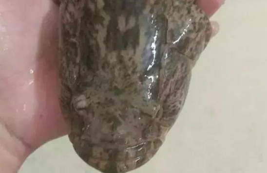 沙澧产业集聚区_漯河市沙澧河风景区_致富经沙塘澧视频