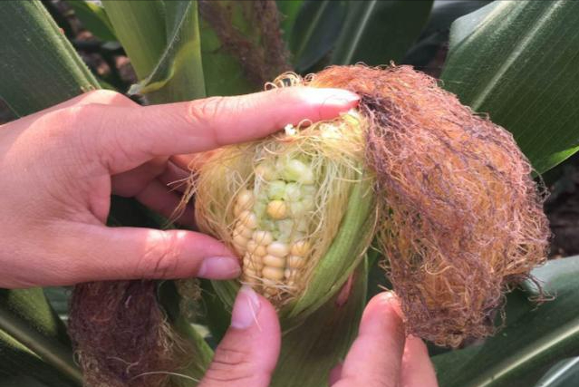 夏季玉米种植技术_夏季玉米种植高产技术_玉米夏季种植技术有哪些