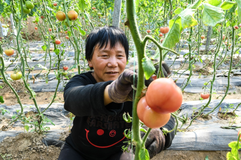 养殖助力脱贫_湖羊养殖走向脱贫致富_脱贫养殖业