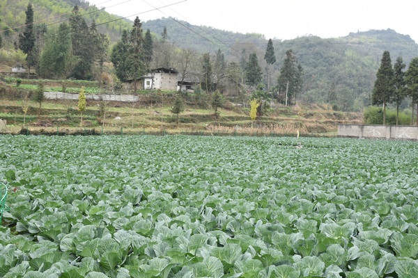 桐梓“产业发展之星”彭天宇：返乡种植蔬菜带领村民走上致富路