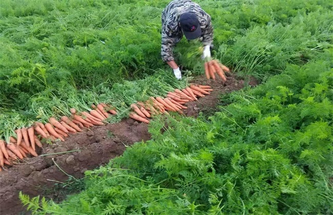 胡萝卜的种植技术