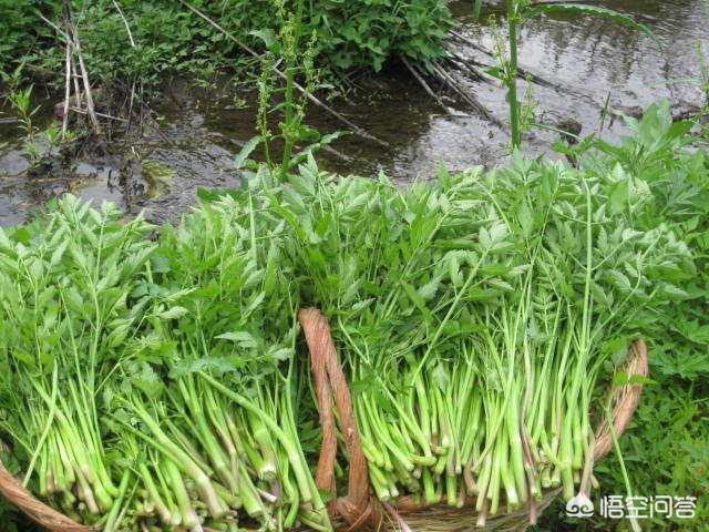 水芹种植期间的病虫害防治