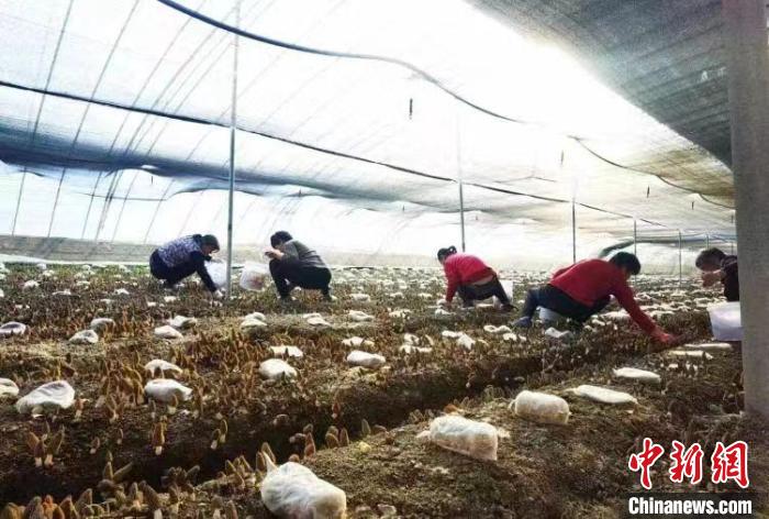 农业致富种植项目_致富经农业种植_农业种植致富图