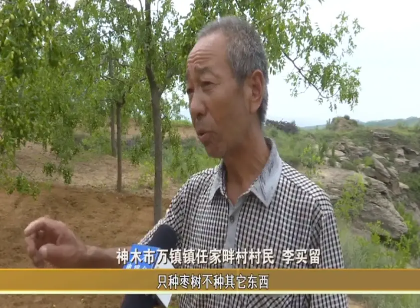 致富陕西种植神木视频_神木药材种植基地_陕西神木种植致富