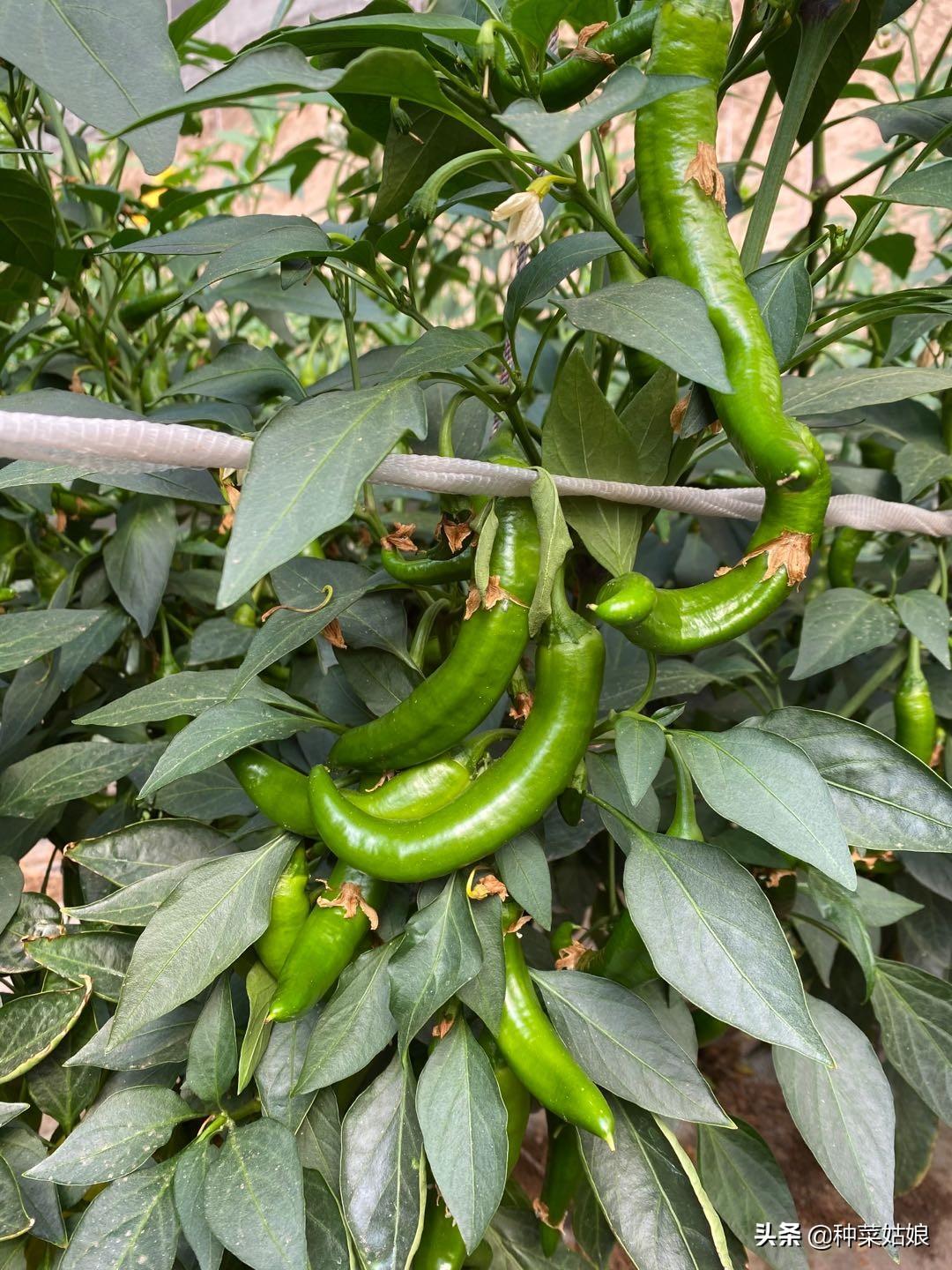 大棚 种植技术_反季节蔬菜大棚种植技术_蓝莓大棚种植技术