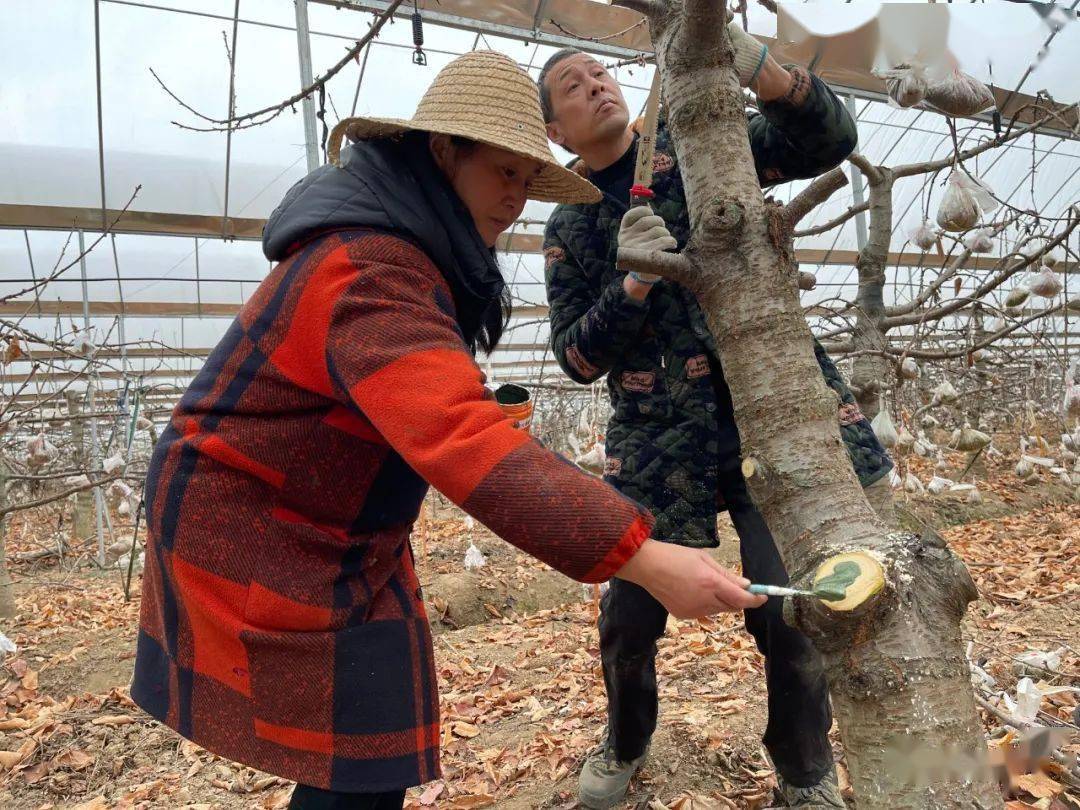 致富种植农业图片素材_农业种植致富图_致富经农业种植