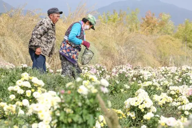 杭白菊种植效益及技术_杭菊的种植技术视频_杭菊种植经济效益