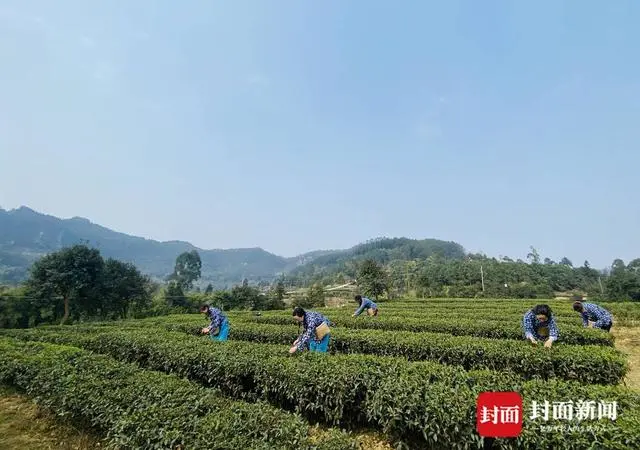 从一芽春茶到20万亩茶园 四川荣县茶产业步入“黄金时代”