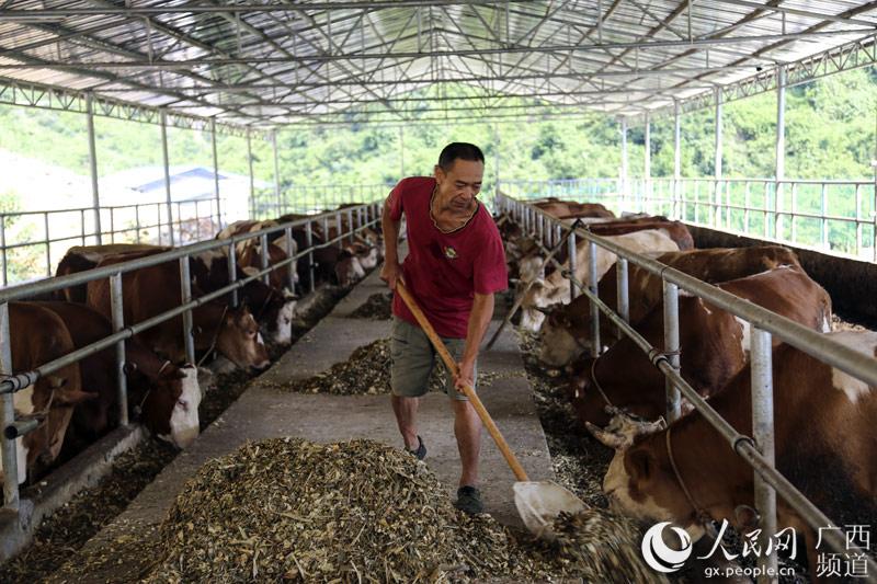 广西巴马：发展肉牛产业 助力脱贫攻坚