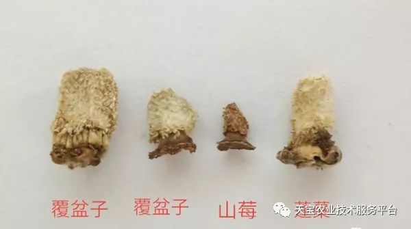 覆盘子树图片_覆盘子怎么吃最好_覆盘子种植技术视频