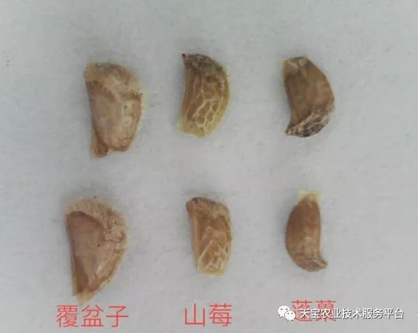 覆盘子树图片_覆盘子种植技术视频_覆盘子怎么吃最好