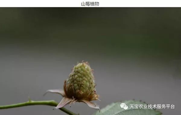 覆盘子种植技术视频_覆盘子树图片_覆盘子怎么吃最好