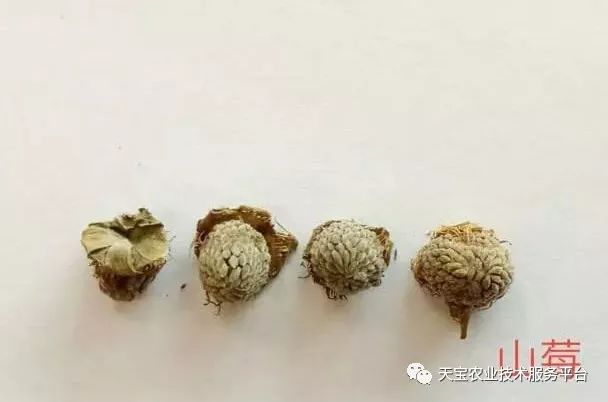 覆盘子树图片_覆盘子怎么吃最好_覆盘子种植技术视频