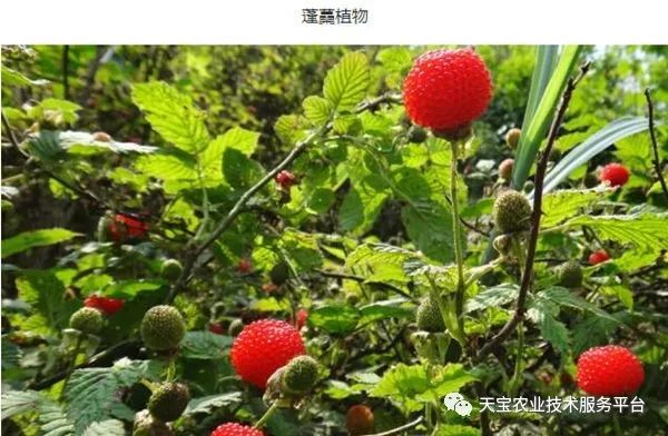 覆盘子种植技术视频_覆盘子树图片_覆盘子怎么吃最好