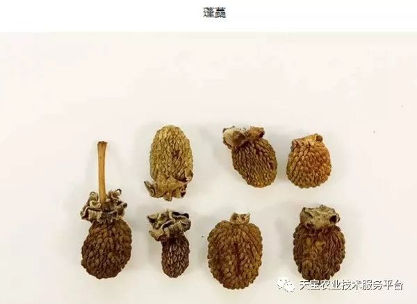 覆盘子树图片_覆盘子怎么吃最好_覆盘子种植技术视频