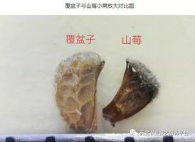 覆盘子树图片_覆盘子种植技术视频_覆盘子怎么吃最好