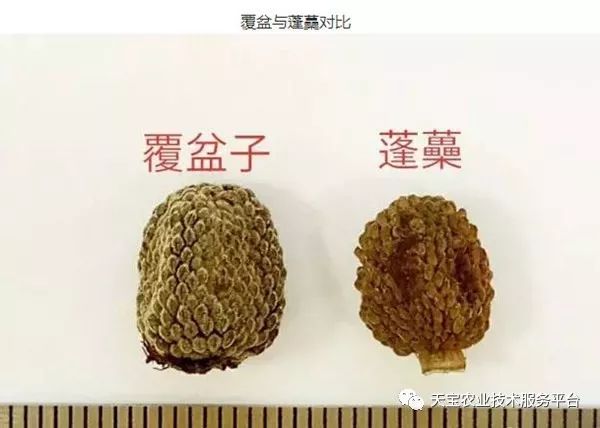 覆盘子树图片_覆盘子怎么吃最好_覆盘子种植技术视频