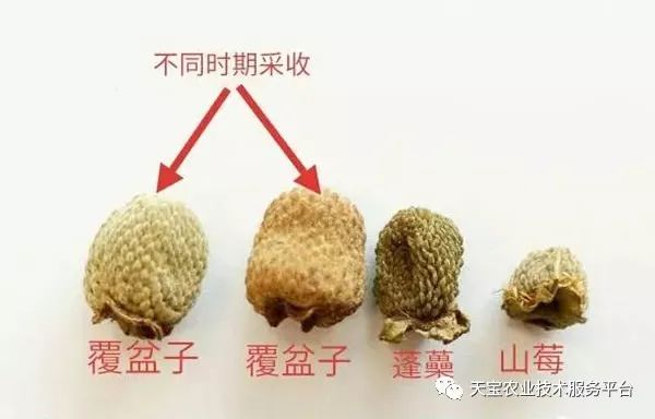 覆盘子怎么吃最好_覆盘子种植技术视频_覆盘子树图片