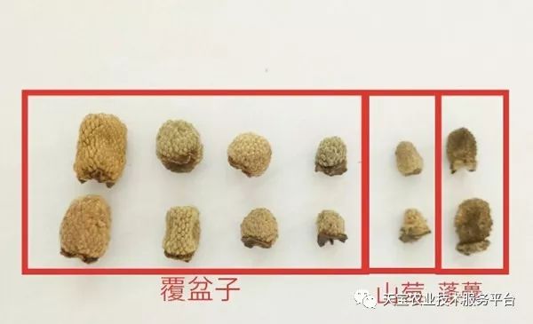 覆盘子种植技术视频_覆盘子树图片_覆盘子怎么吃最好