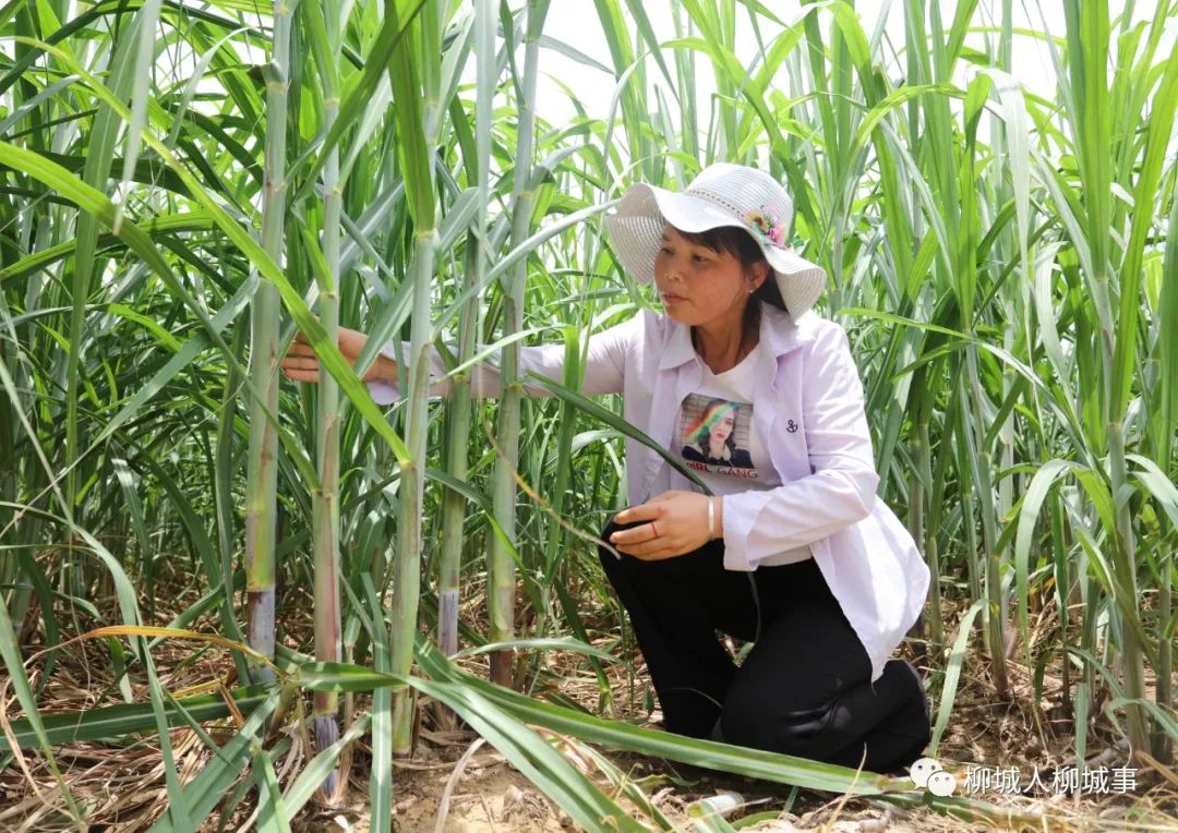 致富甘蔗种植技术视频_致富经甘蔗种植视频_种植甘蔗致富