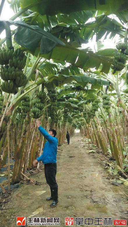 甘蔗种植赚钱吗_致富甘蔗种植视频_种植甘蔗致富