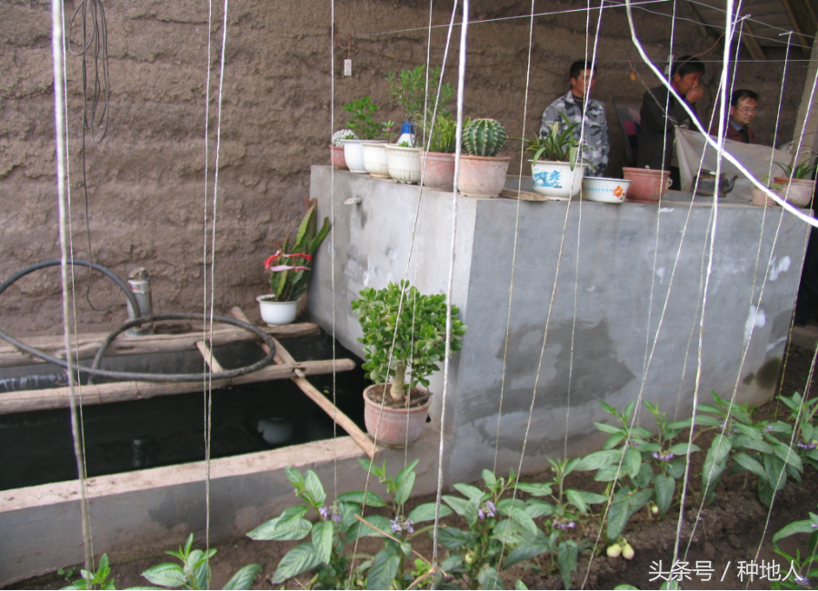 空心菜大棚种植技术_黄瓜大棚种植技术_大棚 种植技术